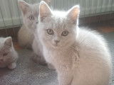 Très beaux chatons British Shorthair bleus à vendre