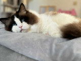 Snow, Ragdoll très gentil et câlin à vendre