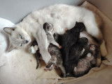 6 chatons Ragcoon (Ragdoll croisés Maine Coon) à réserver