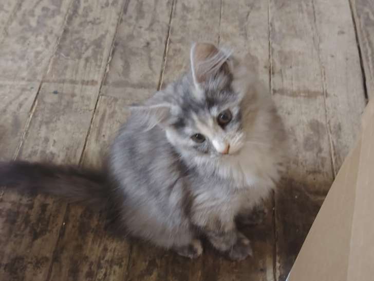 6 chatons Ragcoon (Ragdoll croisés Maine Coon) à réserver