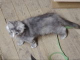 6 chatons Ragcoon (Ragdoll croisés Maine Coon) à réserver