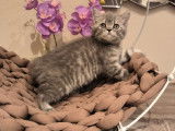 British Shorthair avec pedigree disponible de suite