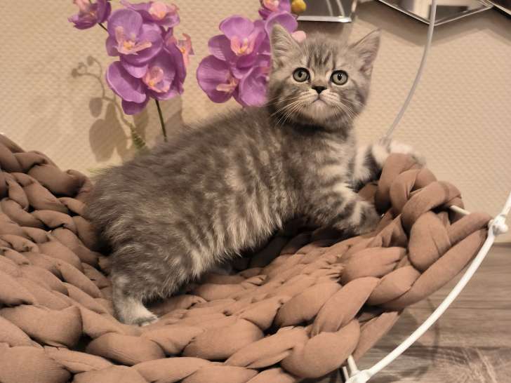 British Shorthair avec pedigree disponible de suite