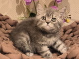 British Shorthair avec pedigree disponible de suite