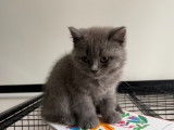 Chatons British Shorthair à vendre