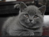 Chatons British Shorthair à vendre