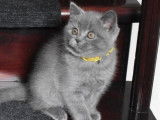 Chatons British Shorthair à vendre