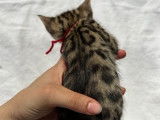 Chatons de race Bengal &agrave; vendre ( 1 femelle)