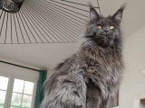 Mâle Maine Coon disponible pour saillie