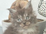 Adorables chatons Maine Coon LOOF à vendre