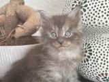 Adorables chatons Maine Coon LOOF à vendre
