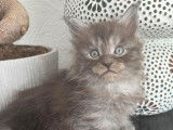 Adorables chatons Maine Coon LOOF à vendre