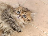 Chatons Persan à vendre