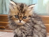 Chatons Persan à vendre
