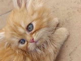 Chatons Persan à vendre