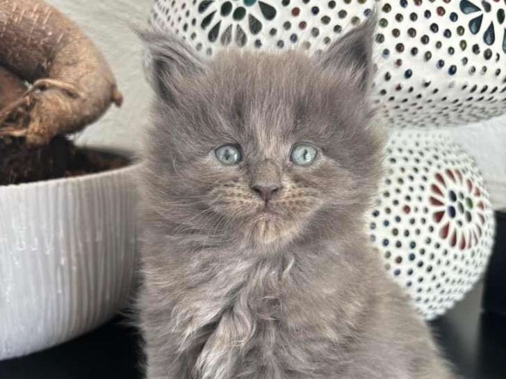 Magnifiques chatons Maine Coon polydactiles à vendre