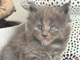 Magnifiques chatons Maine Coon polydactiles &agrave; vendre