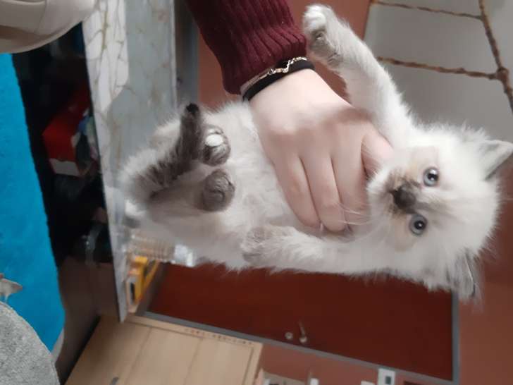 Chatons Ragdoll à vendre