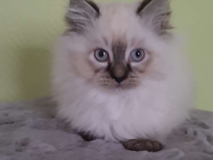Chatons Ragdoll à vendre
