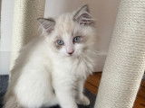Chatons Ragdoll à vendre
