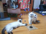 1 chaton mâle Ragdoll LOOF RIEX4 à vendre