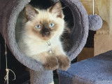1 chaton mâle Ragdoll LOOF RIEX4 à vendre