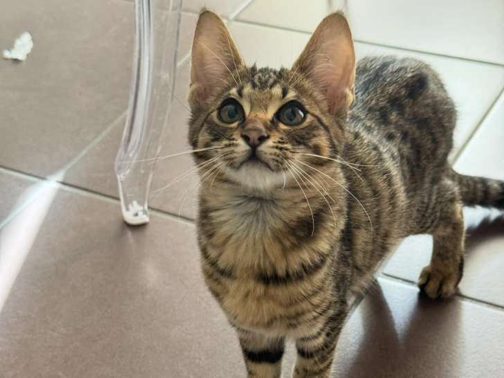 Chatons Savannah F6 LOOF à vendre