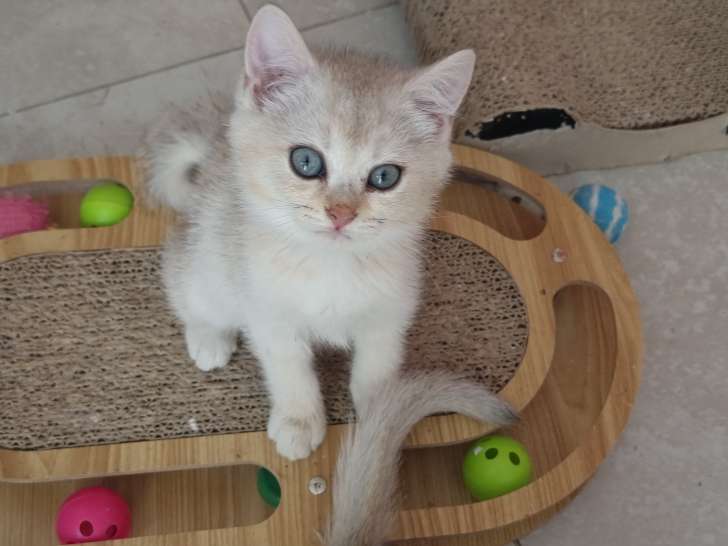 Magnifiques chatons British Shorthair LOOF à réserver