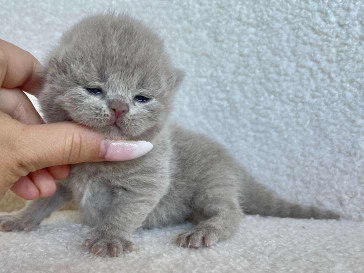 Chatons British Shorthair à réserver