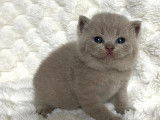 Chatons British Shorthair à réserver