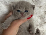 Chatons British Shorthair à réserver