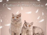 Chatons British Shorthair à réserver