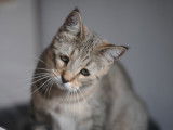 femelle pixie-bob LOOF - lignées champion - qualité expo - disponible comme adorable chat de compagnie ou pour élevage sérieux