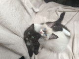 À vendre 2 chatons Ragdolls mâles (LOOF)