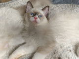 À vendre 2 chatons Ragdolls mâles (LOOF)