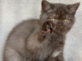 Un chaton British Shorthair mâle chocolat LOOF à réserver