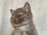 Un chaton British Shorthair mâle chocolat LOOF à réserver