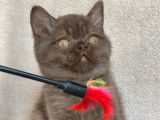 Un chaton British Shorthair mâle chocolat LOOF à réserver