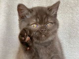 Un chaton British Shorthair mâle chocolat LOOF à réserver