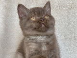 Un chaton British Shorthair mâle chocolat LOOF à réserver