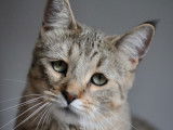 femelle pixie-bob, LOOF, magnifique, gentille, timide.