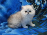 2 chatons mâles Persans disponibles à la vente (LOOF)