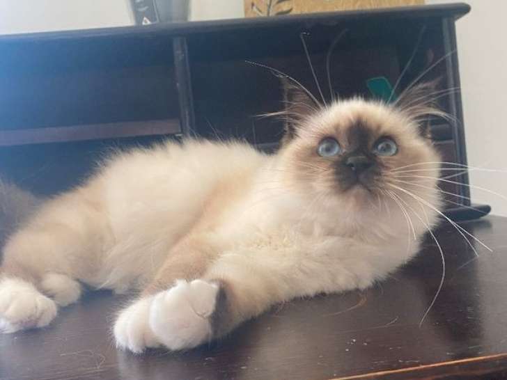 Un chaton Sacré de Birmanie mâle seal point LOOF à vendre