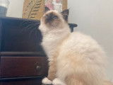 Un chaton Sacré de Birmanie mâle seal point LOOF à vendre