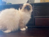 Un chaton Sacré de Birmanie mâle seal point LOOF à vendre