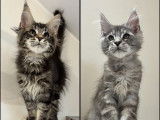 Des chatons Maine Coon LOOF argentés à réserver