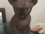 Très belle et adorable,sphynx de 2 mois disponible