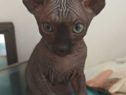 Très belle et adorable,sphynx de 2 mois disponible