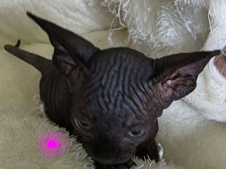 Disponible chaton sphynx