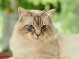 Disponible pour saillie un chat Sacré de Birmanie LOOF tabby
